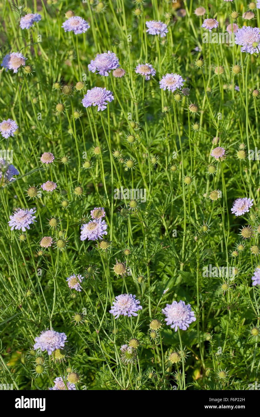 Shining Scabious, Glänzende Skabiose, Scabiosa lucida Foto Stock