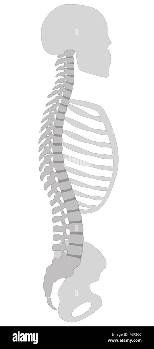 Colonna vertebrale umana, cranio, torace e osso pelvico - sezione verticale. Immagine su sfondo bianco. Foto Stock