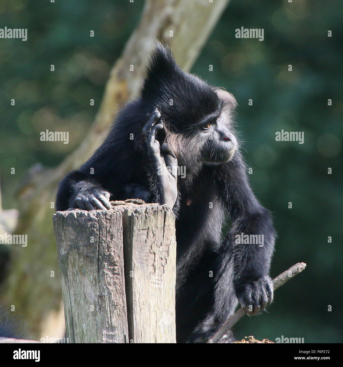 Africano (Nord) nero crested mangabey monkey (Lophocebus aterrimus), nativo di Angola e Congo Foto Stock