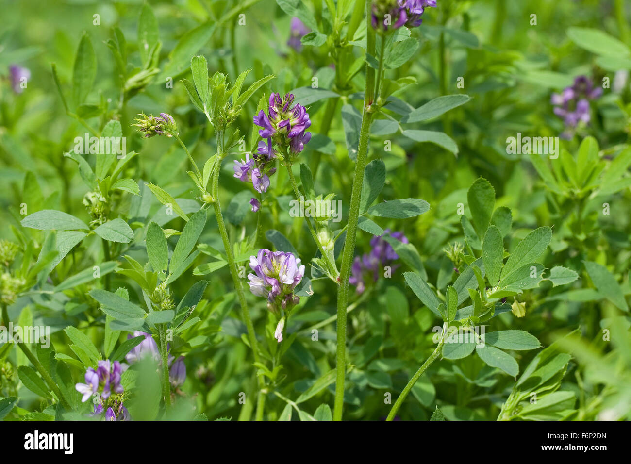 Lucerna, Luzerne, Saat-Luzerne, Saatluzerne, alfalfa, Schneckenklee, Medicago sativa Foto Stock