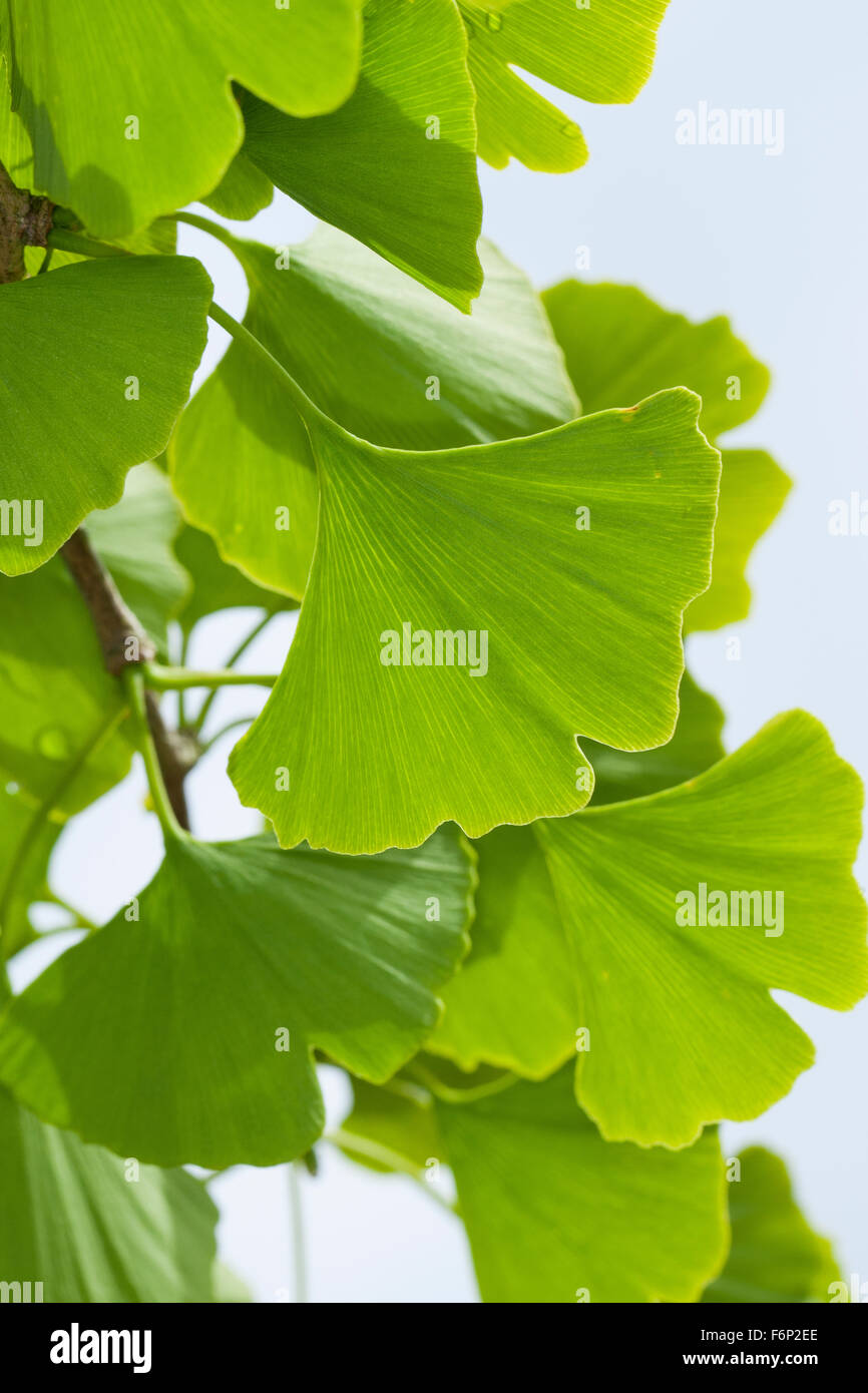 Maidenhair Tree, Ginkgo, Mädchenhaarbaum, Fächertanne, Blatt, Blätter, Ginkgo biloba, Arbre aux quarante écus, Ginkgo, Gingko Foto Stock