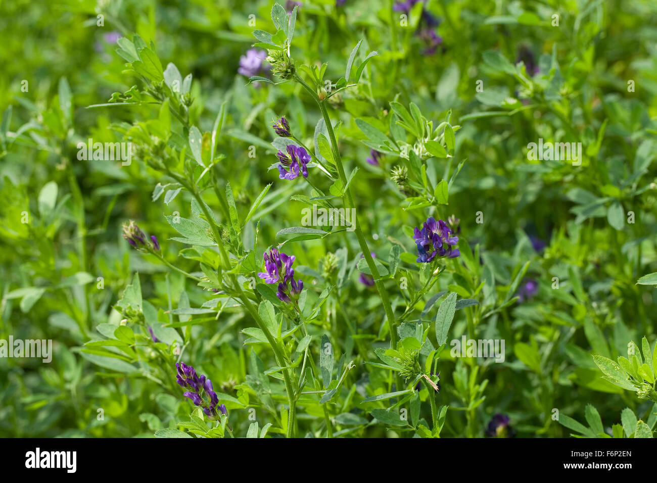 Lucerna, Luzerne, Saat-Luzerne, Saatluzerne, alfalfa, Schneckenklee, Medicago sativa Foto Stock