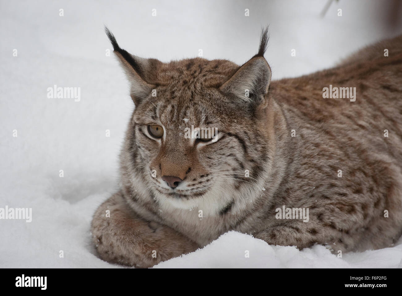 Lince euroasiatica, neve Luchs, Nordluchs, Nord-Luchs, Eurasischer Luchs, inverno, Schnee, Lynx lynx, Felis lynx Lynx, d'Europa Foto Stock