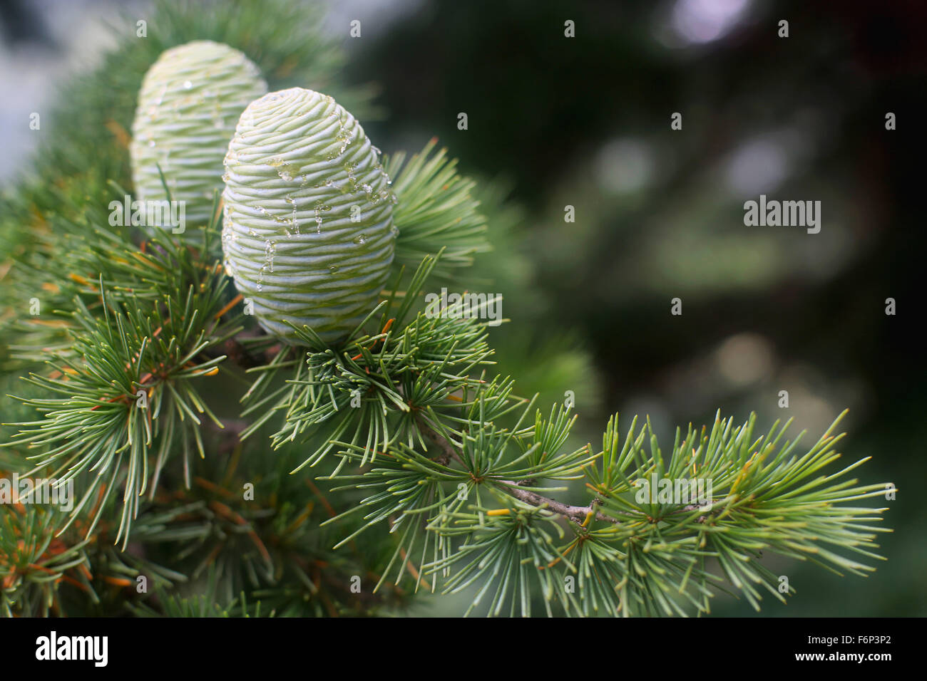 SPITI VALLEY - frutta verde Rakhacham Village , Himachal Pradesh, India Foto Stock