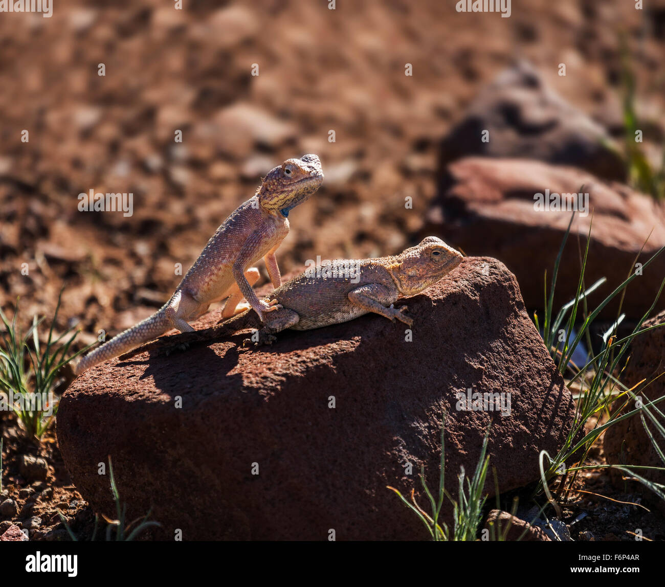 Le lucertole su una roccia nel caldo sole, Namibia, Africa Foto Stock