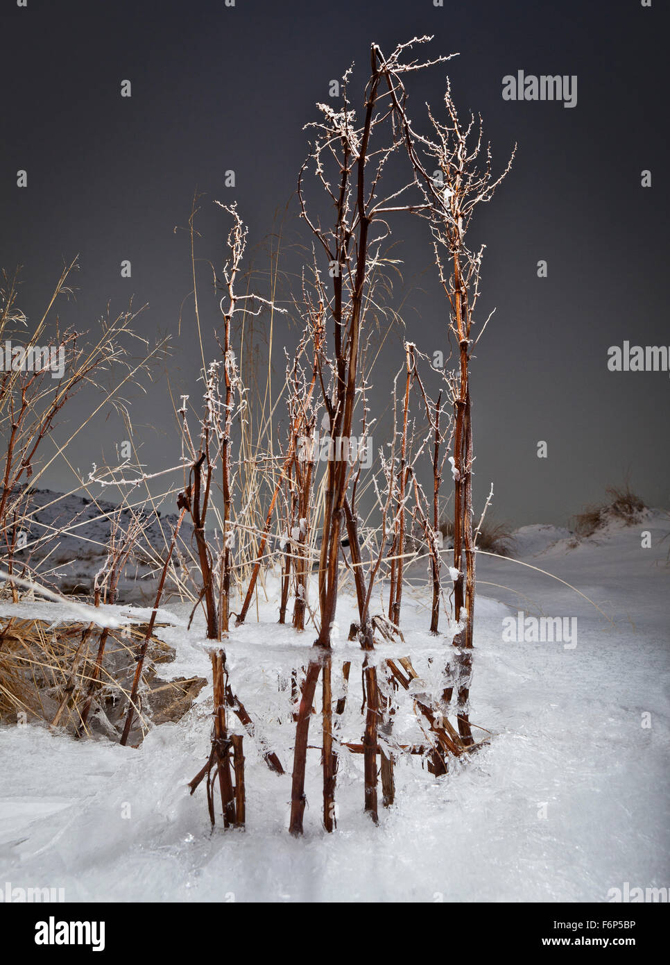 Il ghiaccio, la neve e il gelo sui rami di alberi, Hafnarfjordur, Islanda Foto Stock