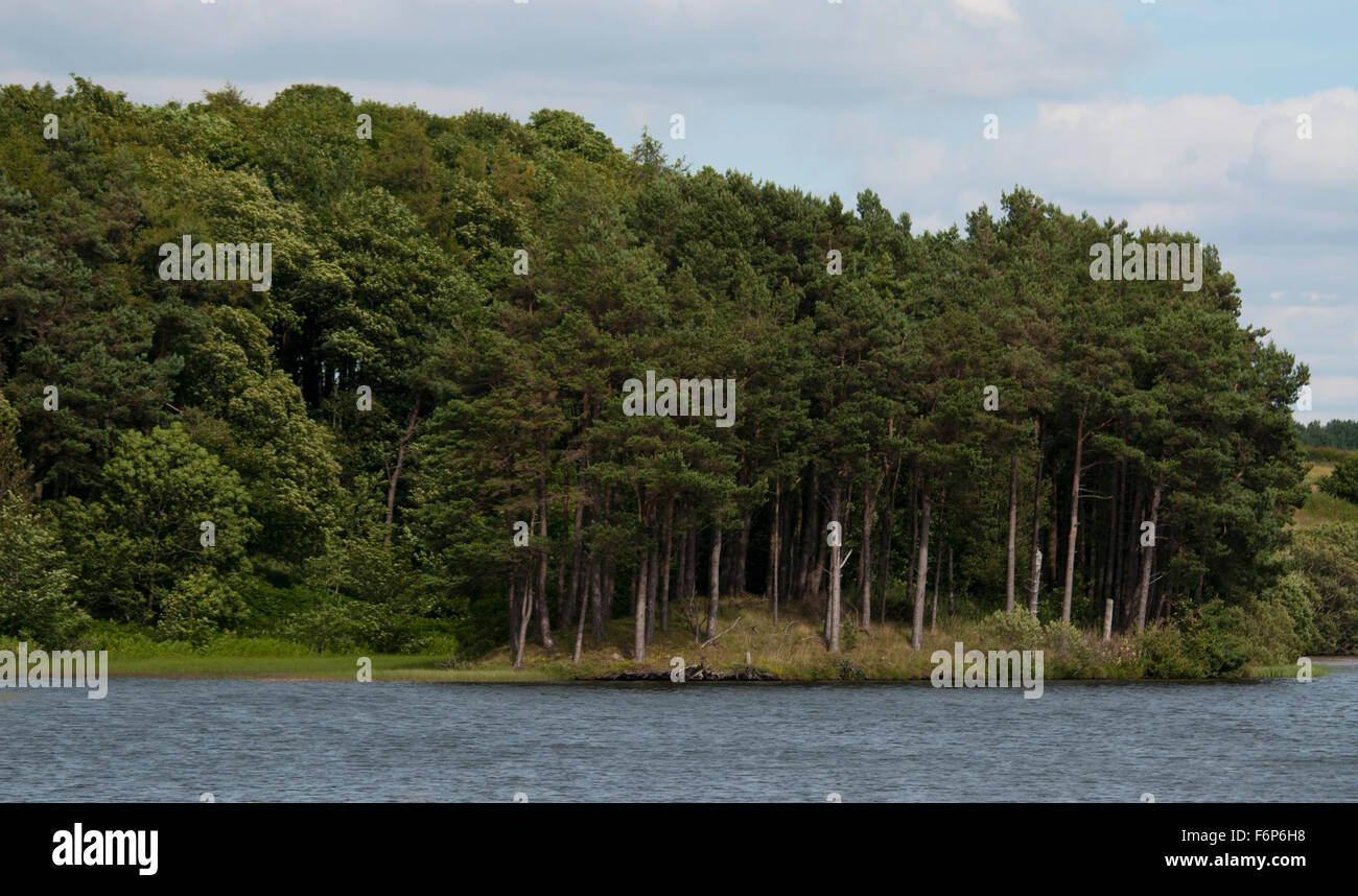 Di Pino silvestre (Pinus sylvestris) isola ricoperta sul serbatoio Lindean, Selkirk Foto Stock