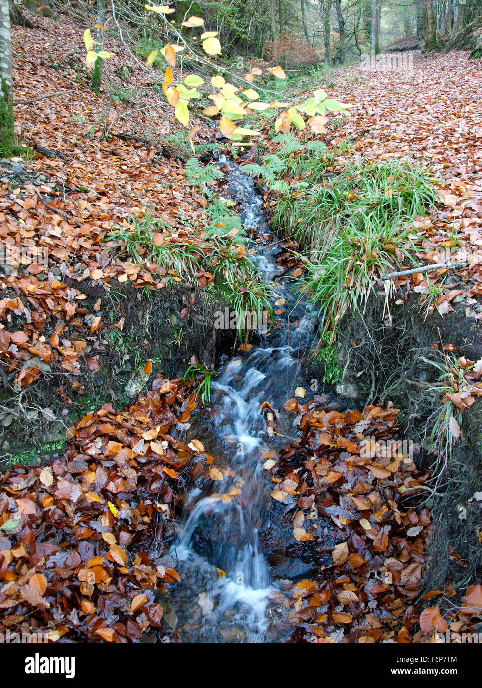 Flusso di bosco, Fingle boschi, Dartmoor Devon, Regno Unito Foto Stock