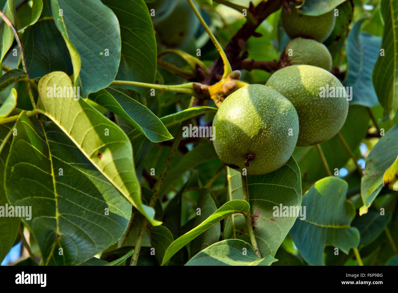 Comune albero di noce - Juglans regia. Questo campione è stato piantato nel Sainte-Croix-aux-Mines park e i giardini di Villa Burrus Foto Stock