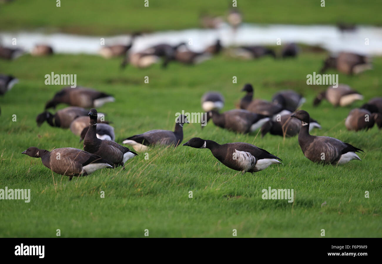 Black Brant (Branta nigricans) Foto Stock