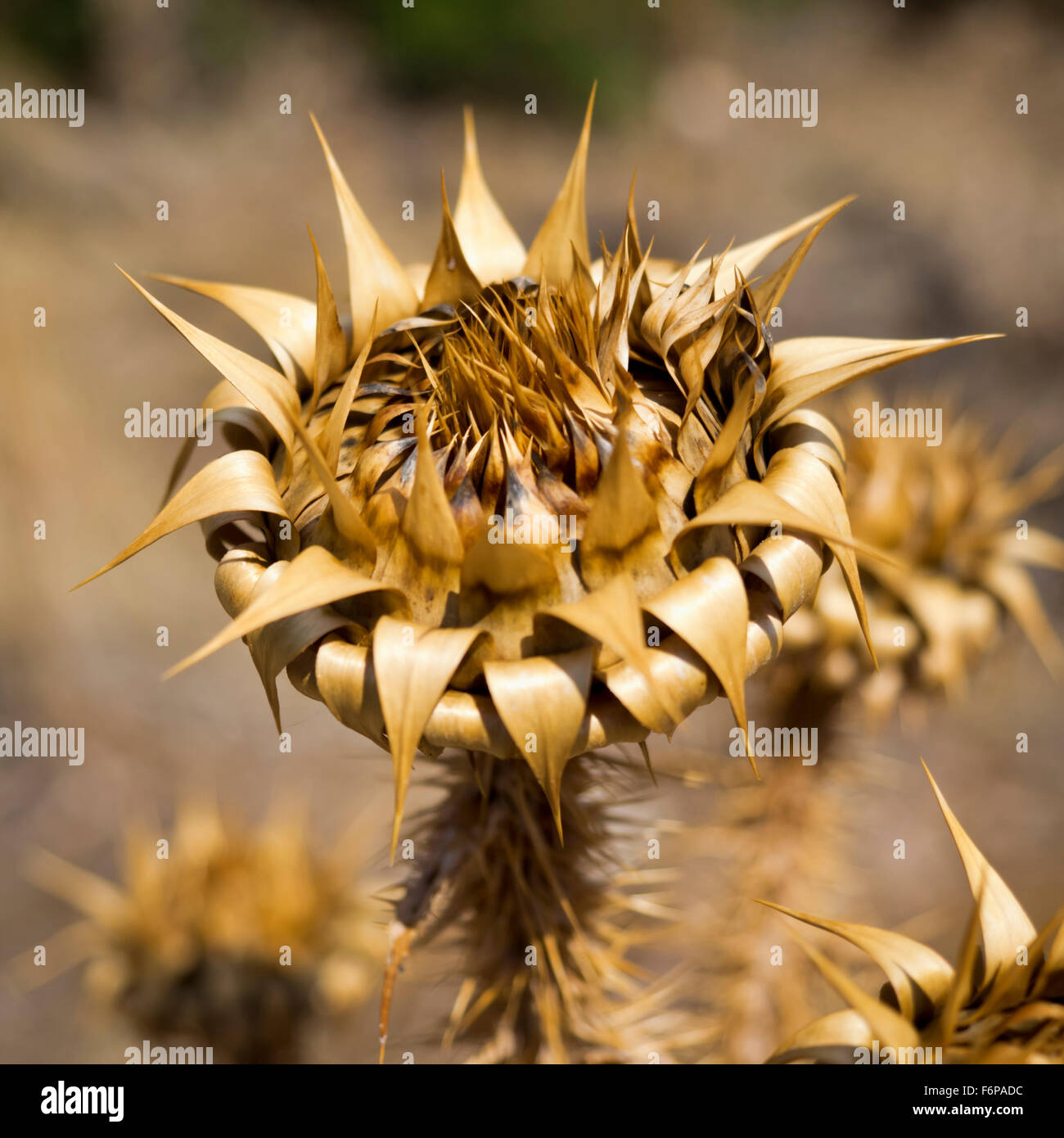 Trockene Pflanze in Kreta Foto Stock