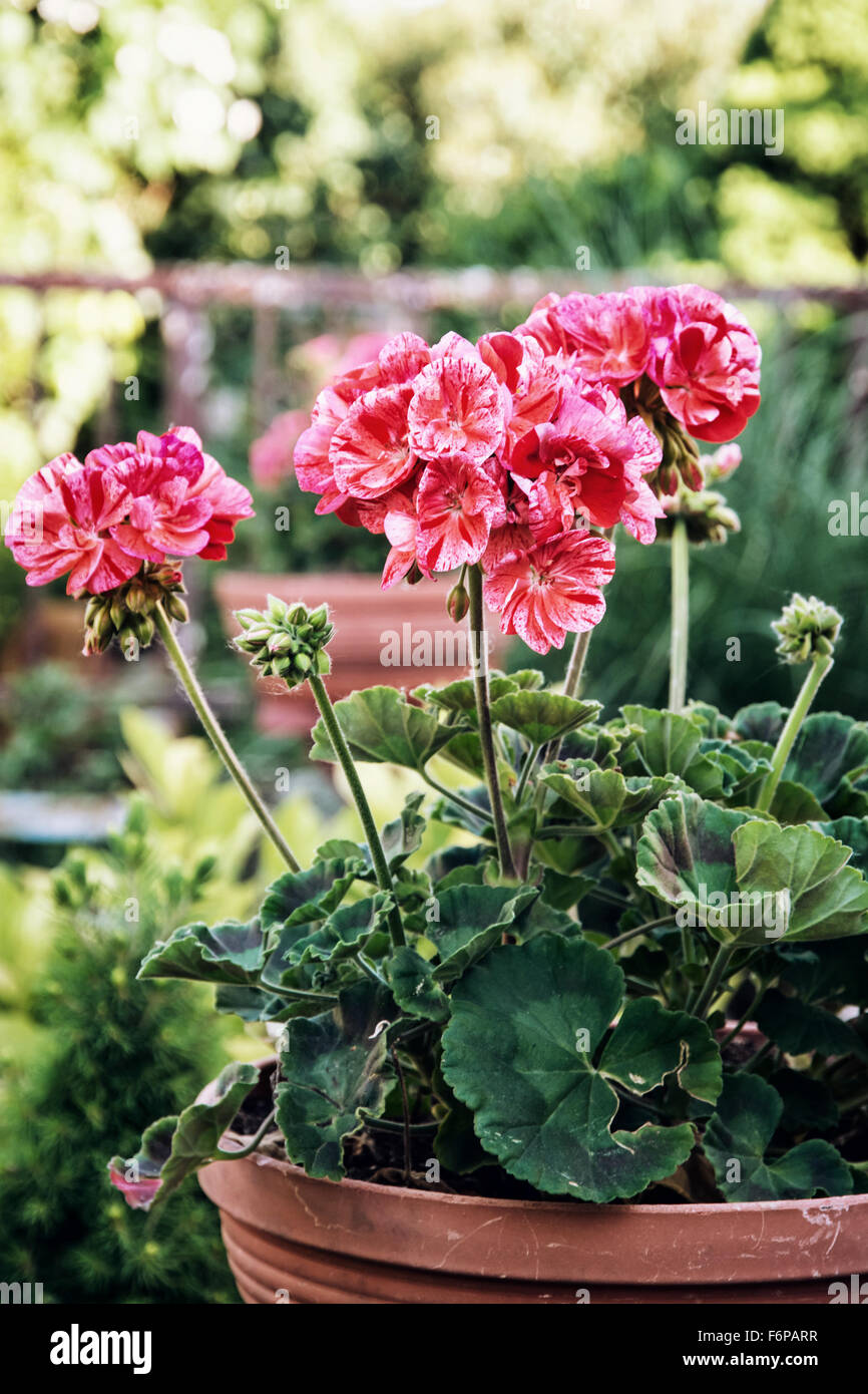 Potted pink Pelargonium fiori (Pelargonium hortorum) nel giardino. Scenario naturale. Foto Stock