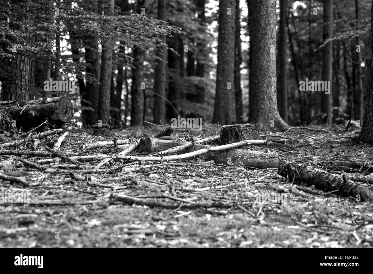 Forest naturmort Foto Stock