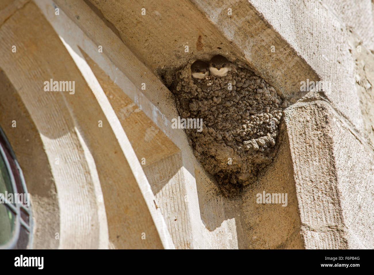Casa comune martin (Delichon urbicum) nido con due pulcini in gronda dell'edificio Foto Stock
