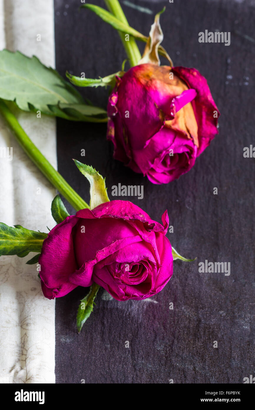 Due appassì rosa rose rosse con tessuto su sfondo di ardesia. Spazio di copia, close-up, il fuoco selettivo, verticale Foto Stock