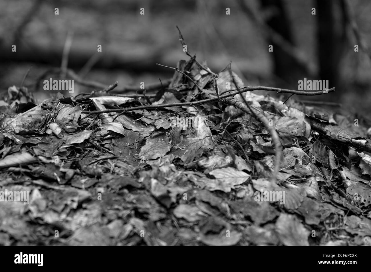 Forest naturmort Foto Stock