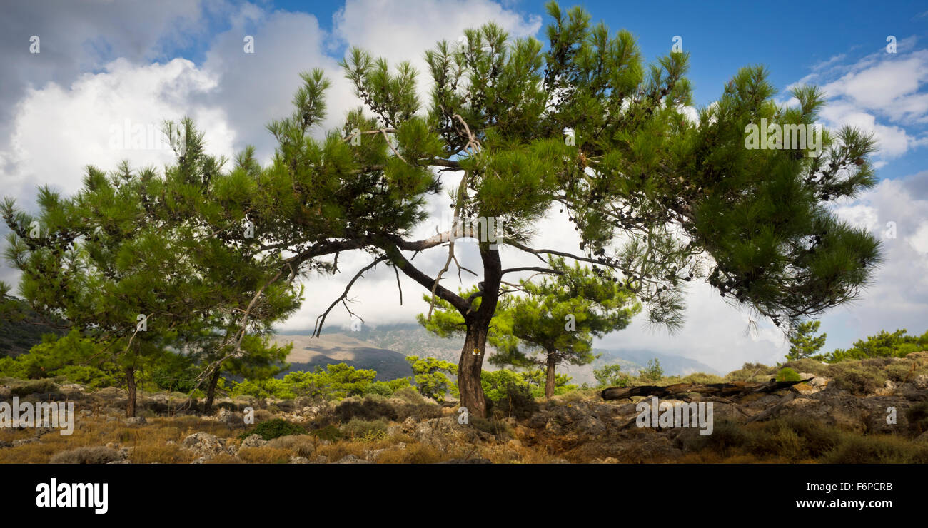 Landschaft auf dem E4 Wanderweg, Kreta Foto Stock