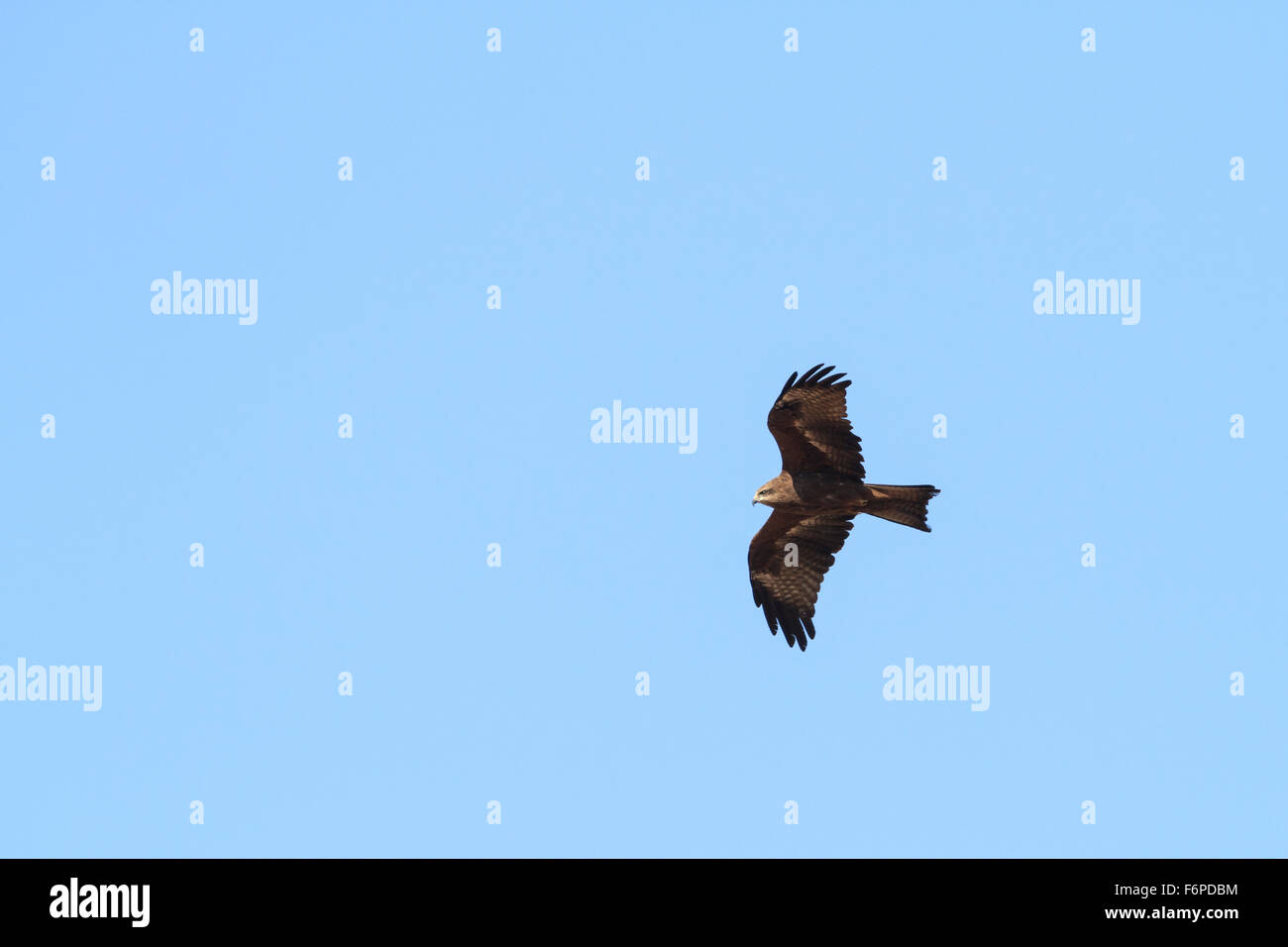 Nibbio bruno (Milvus migrans) in volo. Israele. Foto Stock