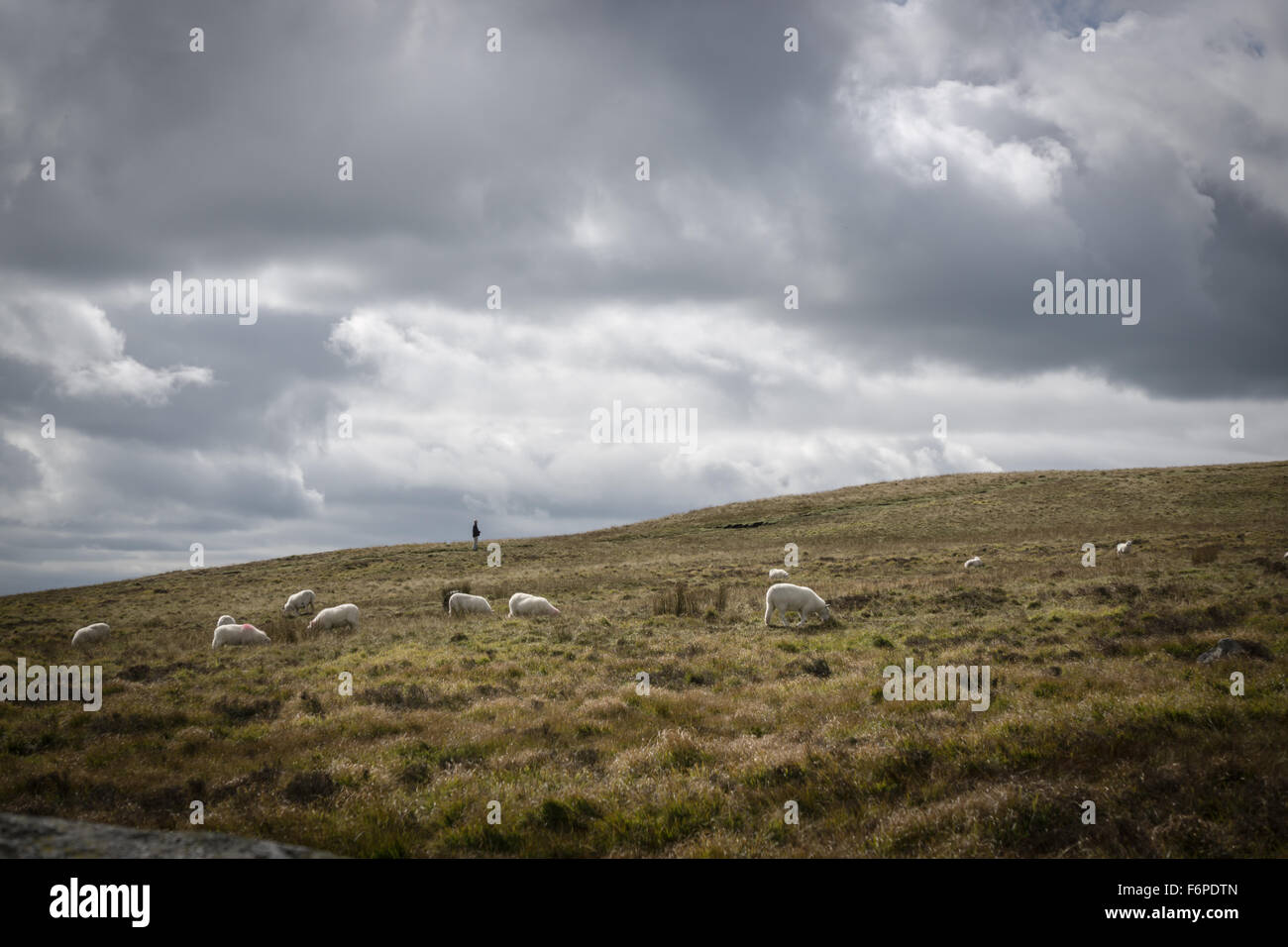 Figura distante sull orizzonte, Foel Eryr, Preseli Hills, Pembrokeshire. Foto Stock