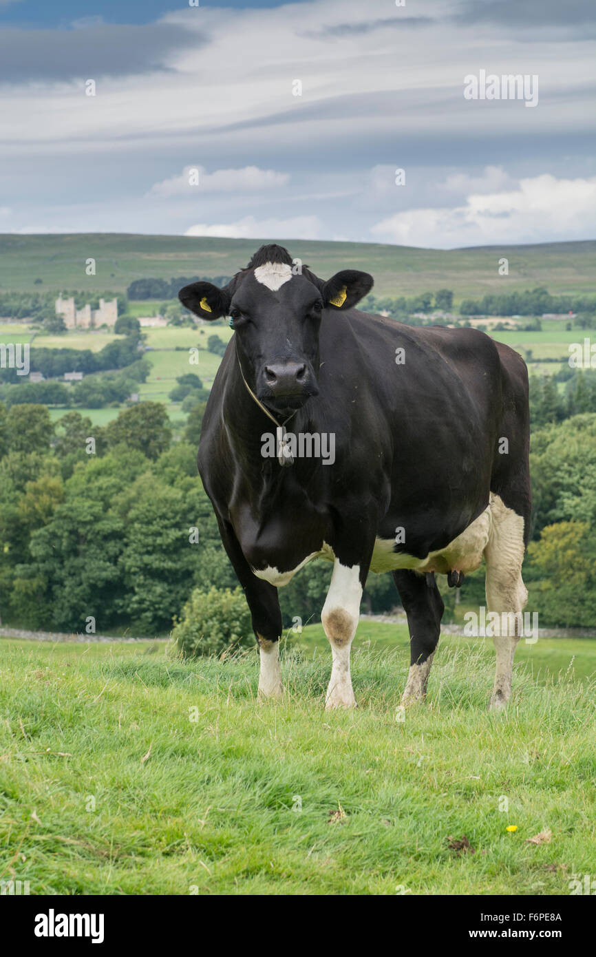 Allevamento del bianco e del nero di bestiame di razza Holstein-Friesian su un pascolo in Wensleydale, North Yorkshire, Regno Unito. Foto Stock