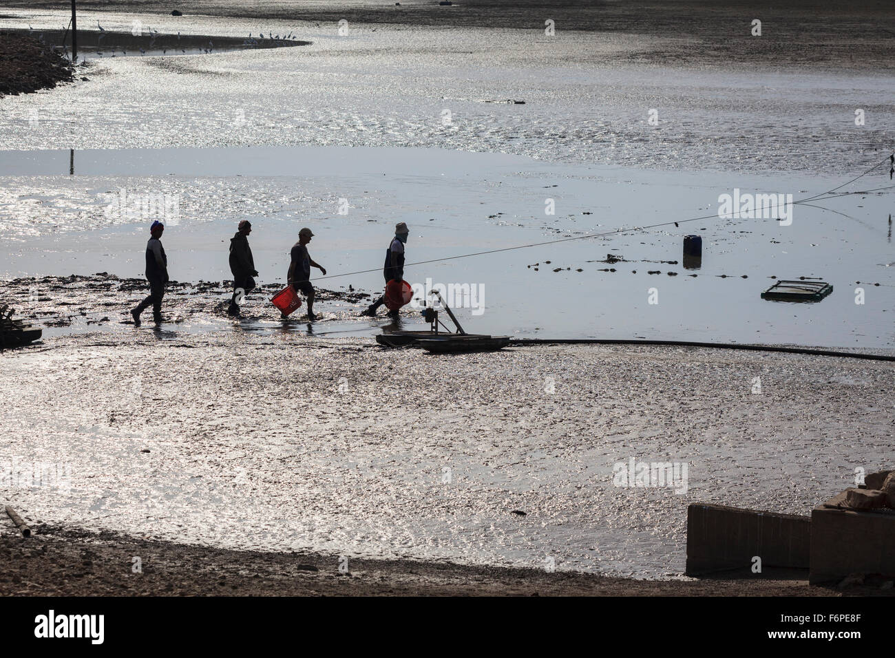 Lavoratori la raccolta di pesce in un allevamento ittico. Israele. Foto Stock