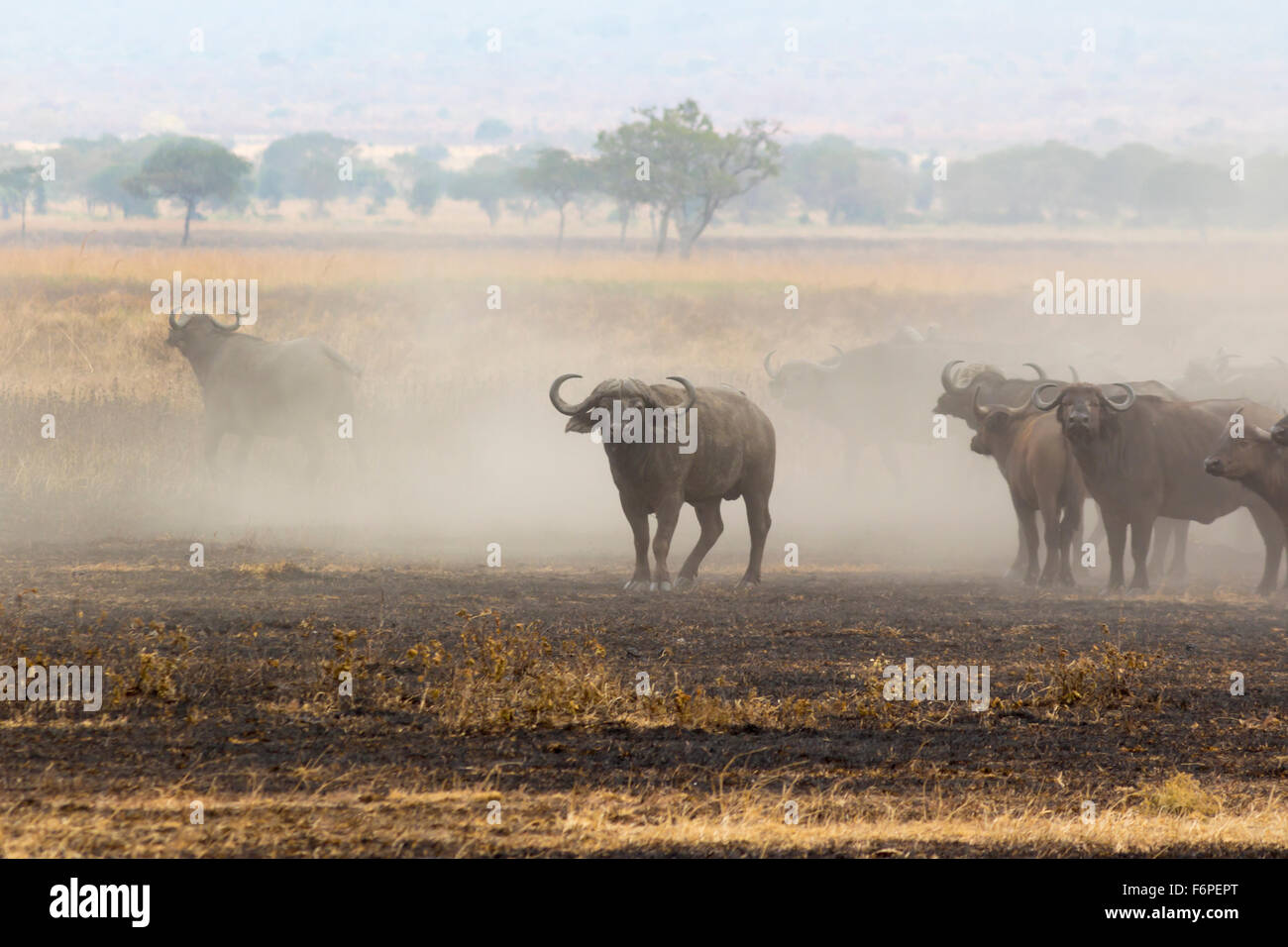 Il bisonte africana in una nube di polvere, fotografia scattata su safari in Tanzania Foto Stock