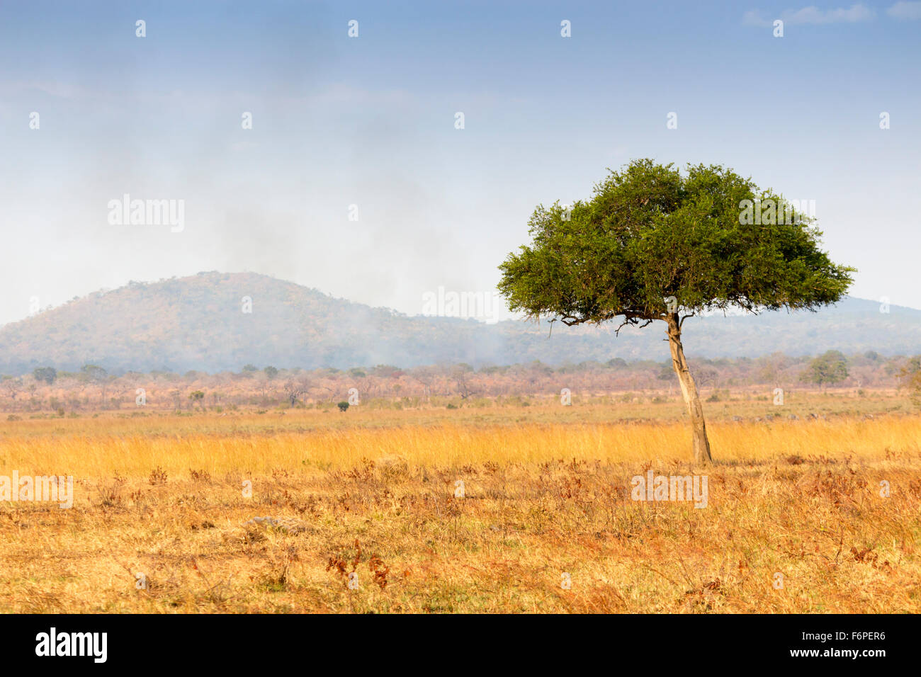 Unico Lone Tree sulla savana africana, con montagne in lontananza e di erba in primo piano Foto Stock
