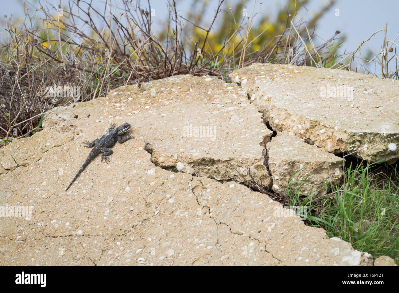Starred AGAMA SA (Stellagama stellio) su habitat rocciosi. Israele. Foto Stock