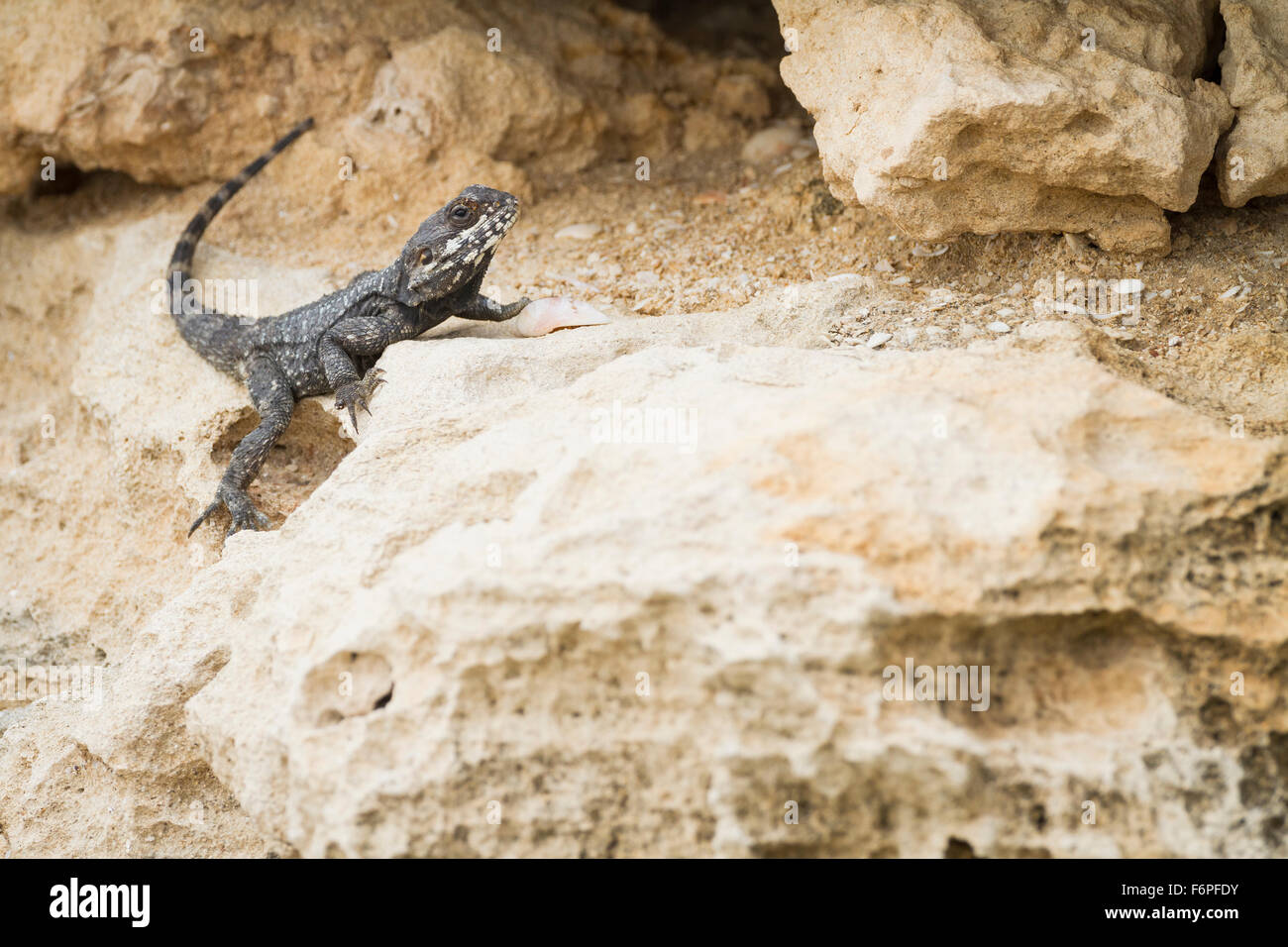 Starred AGAMA SA (Stellagama stellio) su habitat rocciosi. Israele. Foto Stock