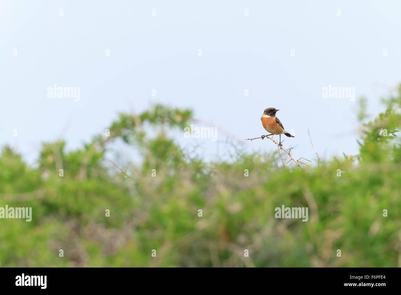 Comune (Stonechat Saxicola torquatus) maschio appollaiato sul ramo. Israele. Foto Stock