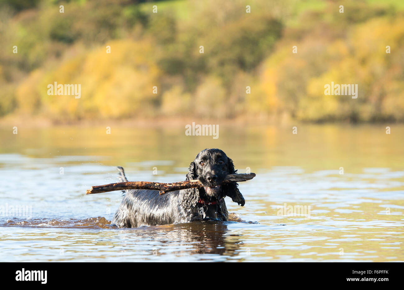 Cane con un bastone in Semerwater, North Yorkshire, Regno Unito. Foto Stock