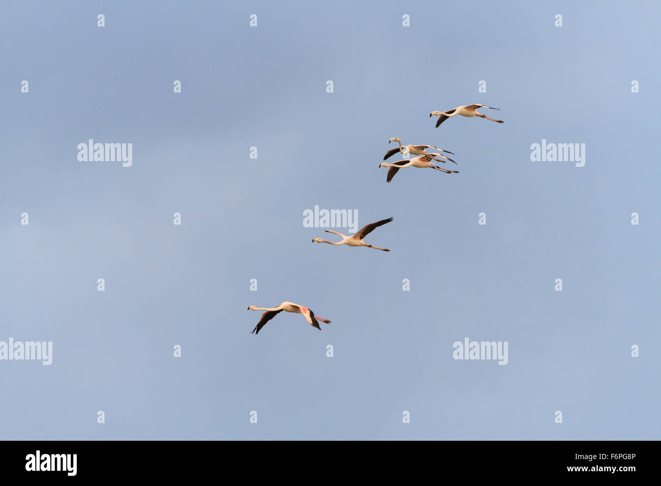 Fenicottero maggiore (Phoenicopterus roseus) in volo. Israele. Foto Stock