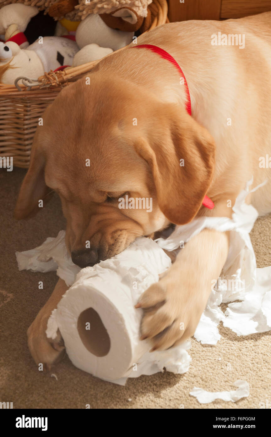 Un cucciolo di Labrador dal pelo biondo mastica su un rotolo di carta  igienica Foto stock - Alamy