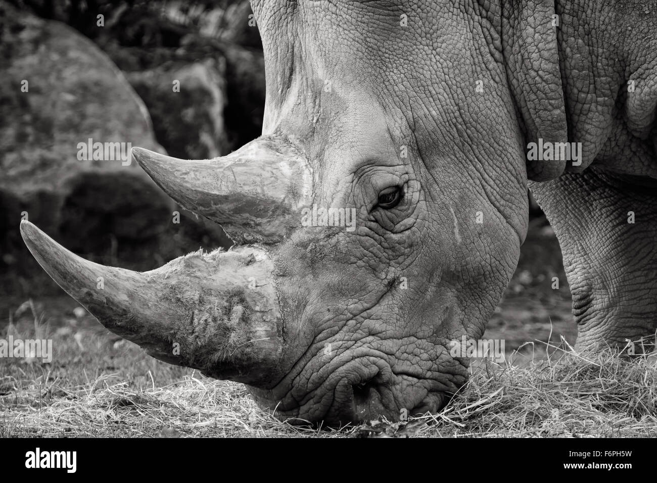 Bianco e nero close up ritratto di Rhino Foto Stock