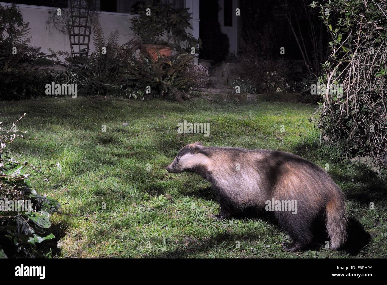 Europea (Badger Meles meles) attraversando un giardino prato di notte vicino ad una casa, Wiltshire, Regno Unito. Prese da una telecamera remota trappola. Foto Stock