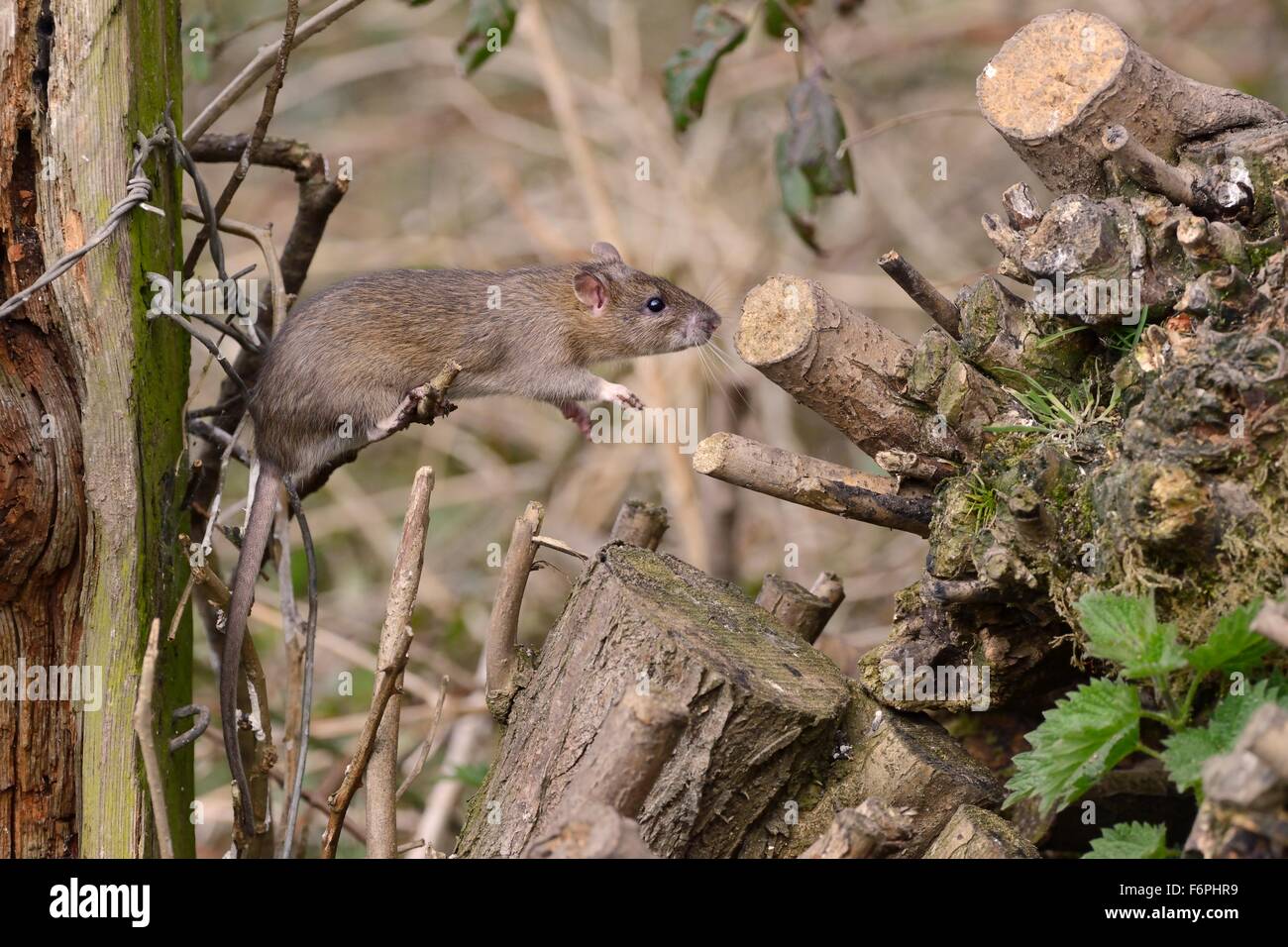 I capretti marrone (ratto Rattus norvegicus) salendo in un palo di legno, Gloucestershire, UK, Aprile. Foto Stock