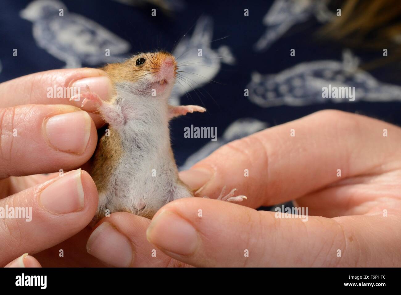 Harvest mouse (Micromys minutus) ispezionato prima del rilascio in corrispondenza di un sito di campo, Moulton College, UK. Foto Stock