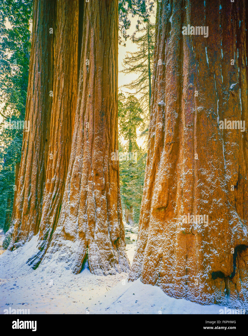 Sequoia immagini nella neve, Sequoia National Park, California, Sierra Nevada, alberi più grandi del mondo Foto Stock