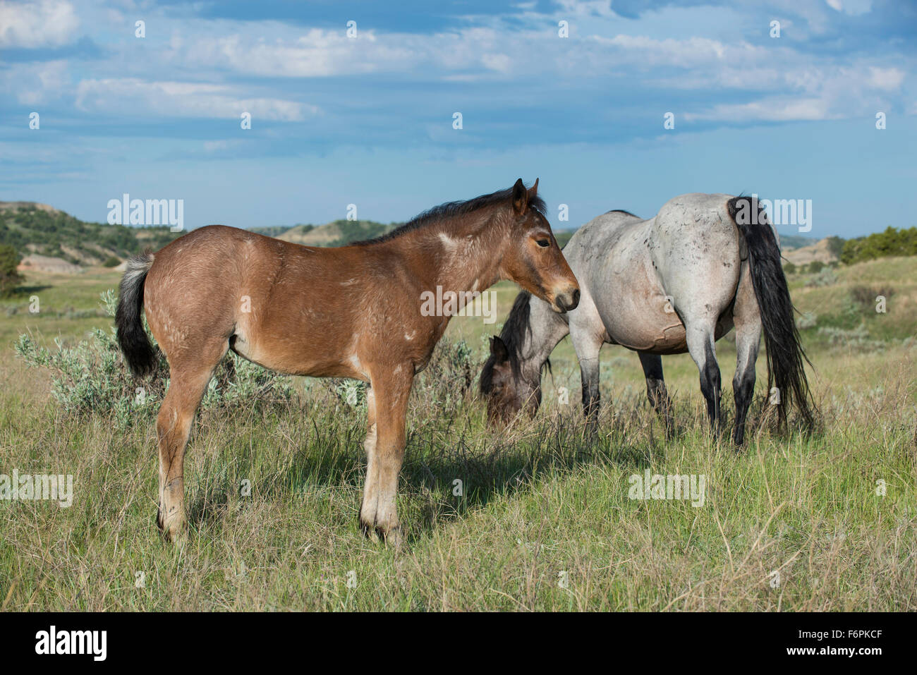 Cavalli selvaggi, (Equs ferus), Mustang, Feral, Parco nazionale Theodore Roosevelt, Nord Dakota USA Foto Stock