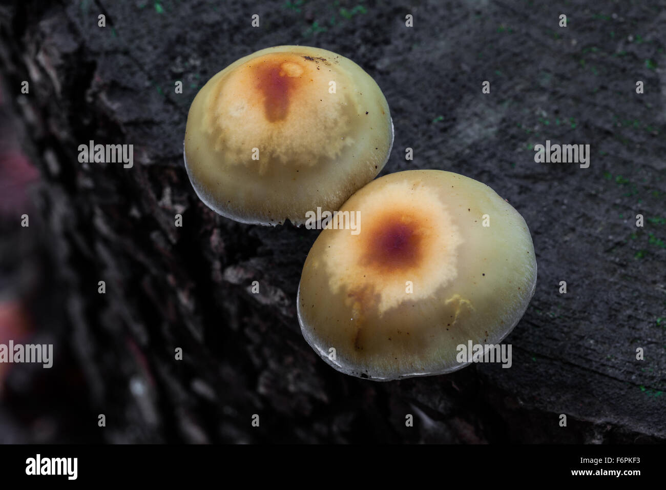 Due funghi all'interfaccia di corteccia e legno su un taglio di albero in una foresta pluviale temperata Foto Stock