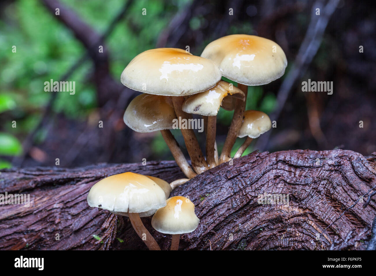Cluster di funghi che crescono su esposto il sistema di radice di un caduto albero di cedro in una foresta pluviale temperata Foto Stock
