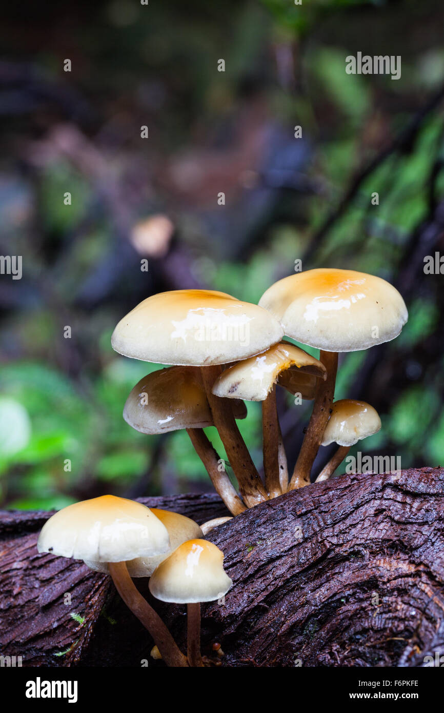 Cluster di funghi che crescono su esposto il sistema di radice di un caduto albero di cedro in una foresta pluviale temperata Foto Stock