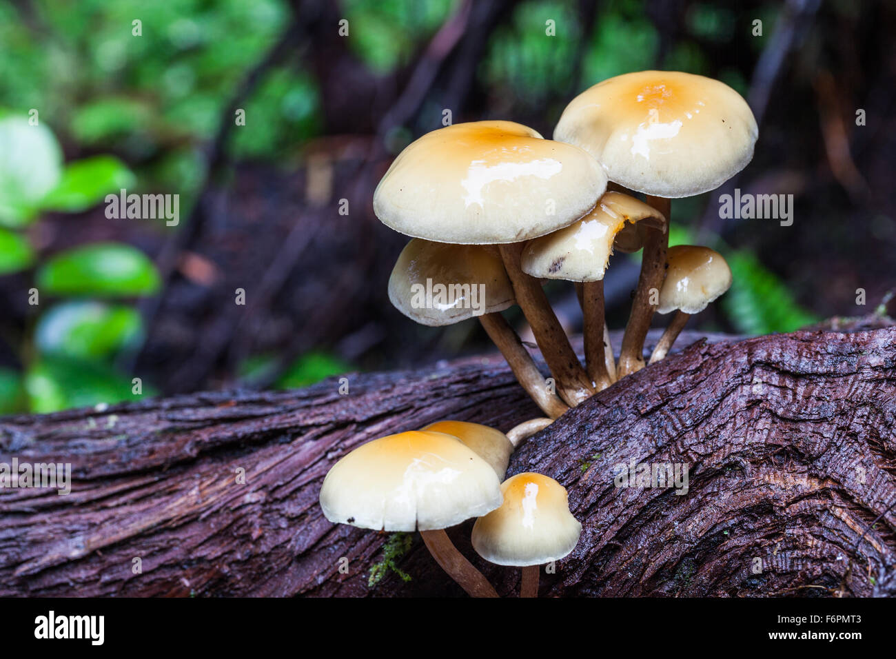 Cluster di funghi che crescono su esposto il sistema di radice di un caduto albero di cedro in una foresta pluviale temperata Foto Stock
