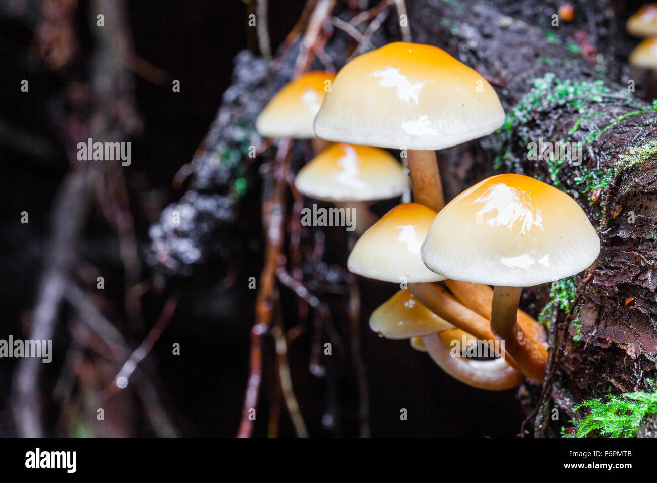 Cluster di funghi che crescono su esposto il sistema di radice di un caduto albero di cedro in una foresta pluviale temperata Foto Stock