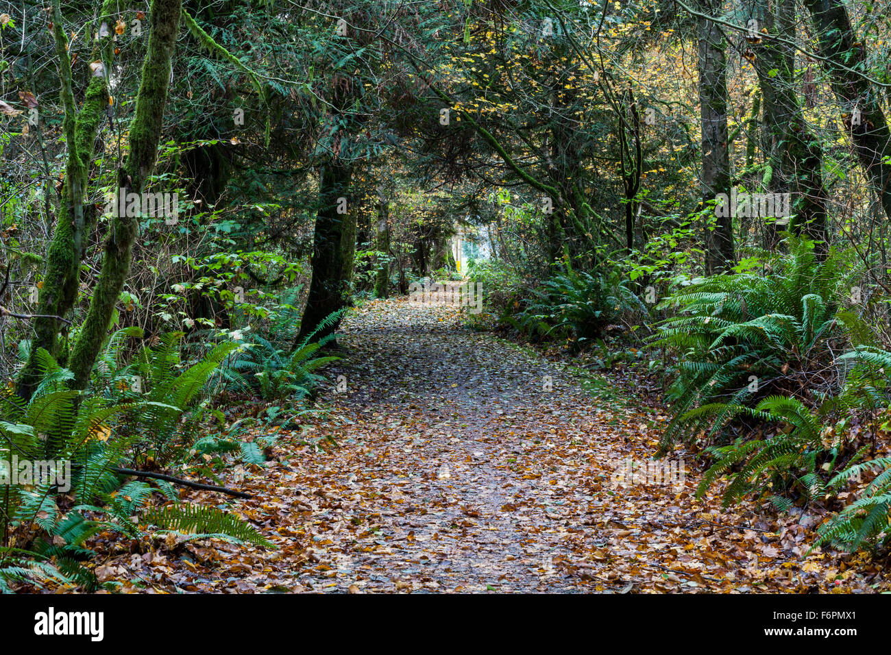 Pista ciclabile attraverso una costiera della foresta di pioggia a Vancouver in Canada Foto Stock