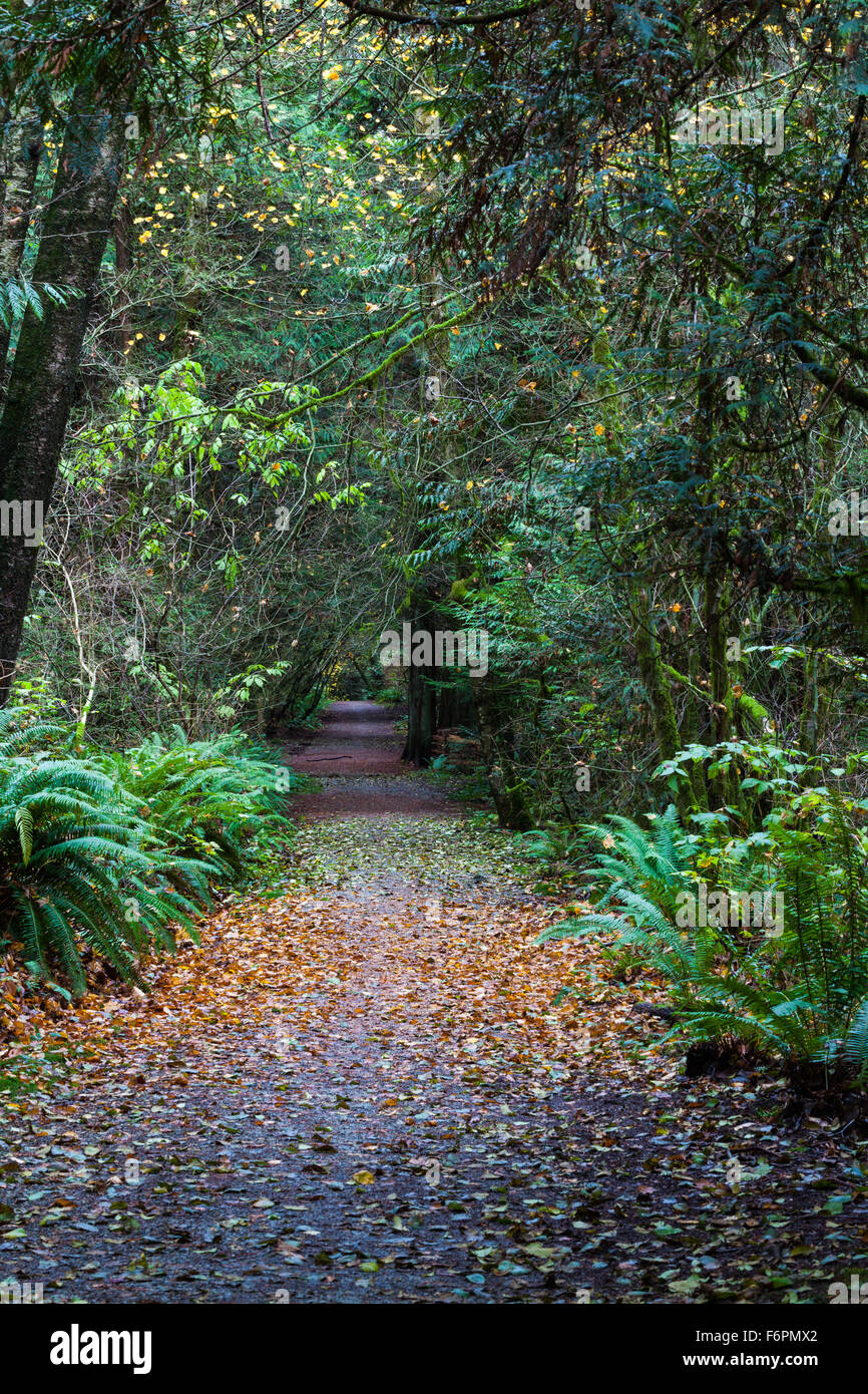 Pista ciclabile attraverso una costiera della foresta di pioggia a Vancouver in Canada Foto Stock