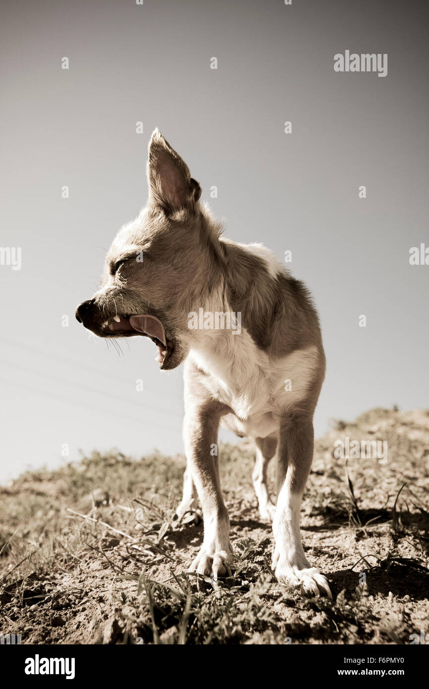 Dissaturato corpo pieno sbadigli avanti rivolto verso la testa di profilo piccolo cane Chihuahua permanente sulla collina a mezzogiorno Foto Stock