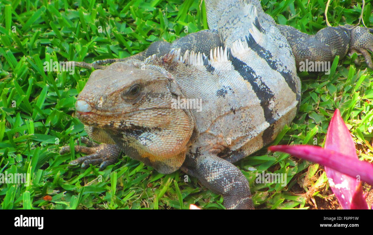 Iguana a prendere il sole in erba in Riviera Maya, Messico Foto Stock