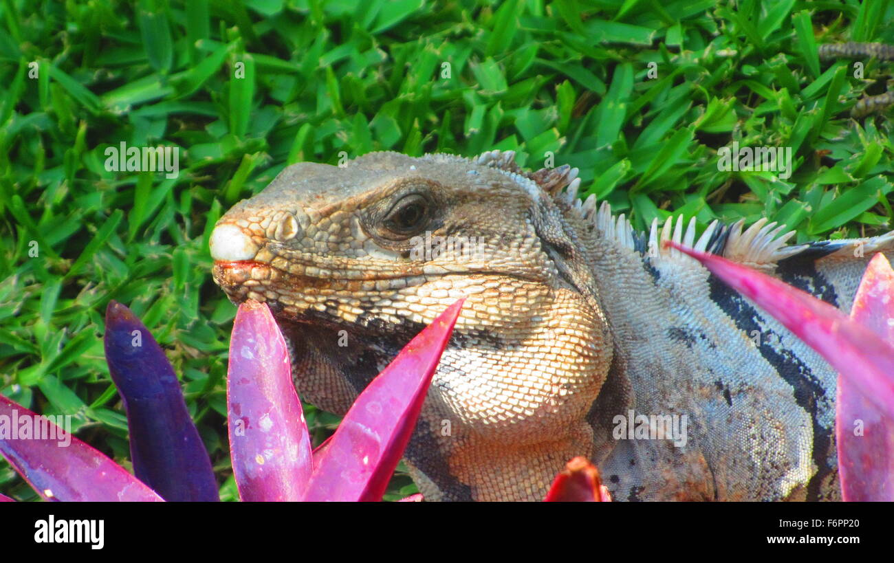 Iguana a prendere il sole in erba in Riviera Maya, Messico Foto Stock