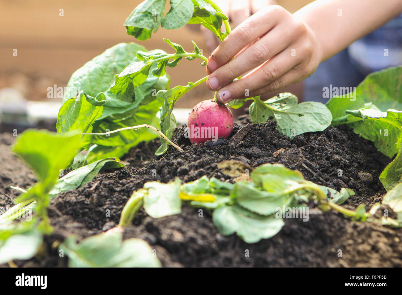 Ragazzo caucasico picking ravanello in giardino Foto Stock